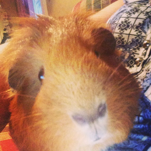Guinea pigs. This one is Goldilocks