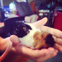 11004764_918745904825922_264510788_n