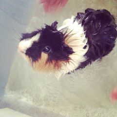 11096849_943177945716051_317408934_n