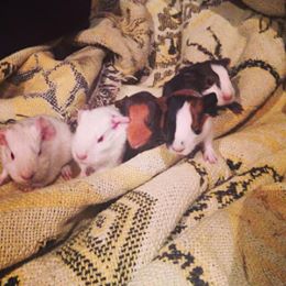 11225813_961551417212037_26001493_n (2)