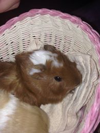 11356139_973055699394942_1812748031_n