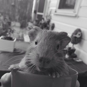 11403274_973982295968949_3978644336849092569_n