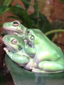 11992103_1020274914673020_1846220695_n